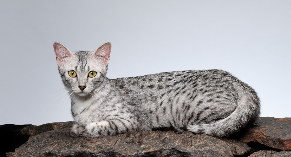 Egyptian Mau vs Bengal Cat: Characteristics, Care, and Cost Comparison