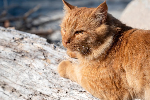 Common Health Concerns in Siberian Cats