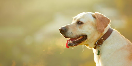 Factors Affecting the Lifespan of Labrador Retrievers